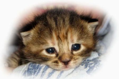 Animal Care Alliance
