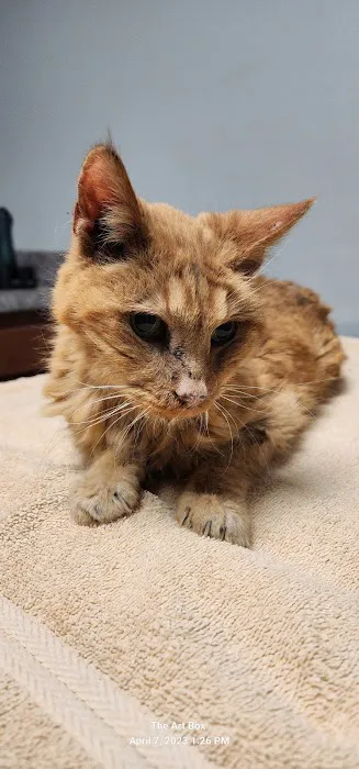 Animal Care Alliance 12