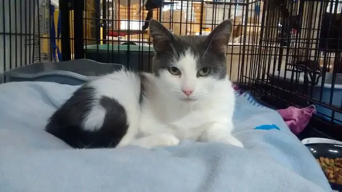Animal Care Alliance 12
