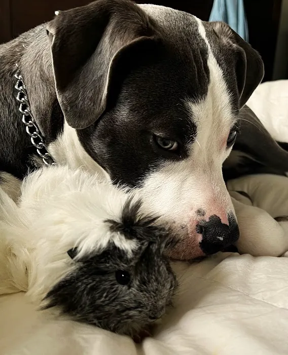 Boulevard Animal Hospital 1