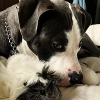 Boulevard Animal Hospital ico