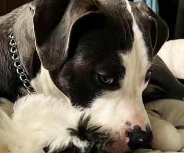 Boulevard Animal Hospital