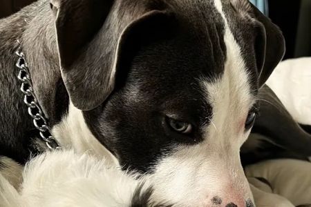 Boulevard Animal Hospital