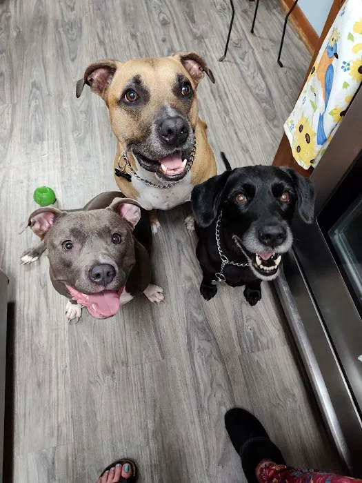 Boulevard Animal Hospital 6