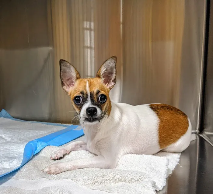 Grove Veterinary Clinic 4