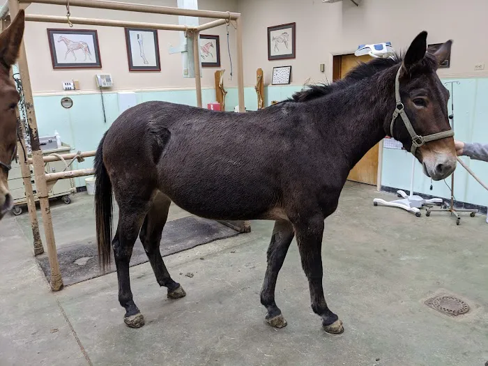 Grove Veterinary Clinic 9