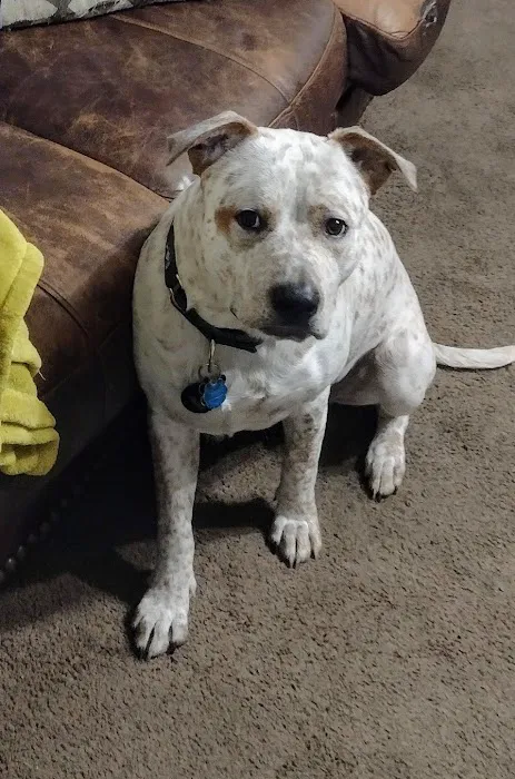 Logue's TLC Pet Hospital, LLC 12