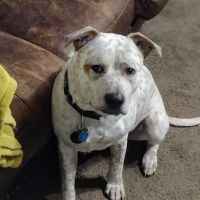 Logue's TLC Pet Hospital, LLC ico