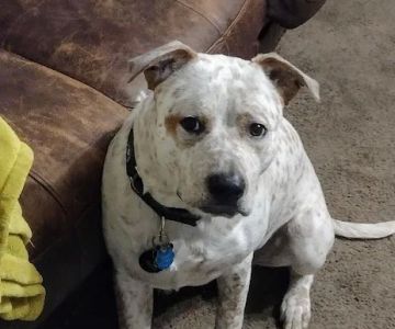 Logue's TLC Pet Hospital, LLC