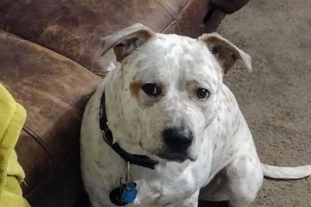 Logue's TLC Pet Hospital, LLC