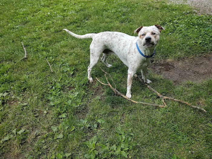 Logue's TLC Pet Hospital, LLC 12