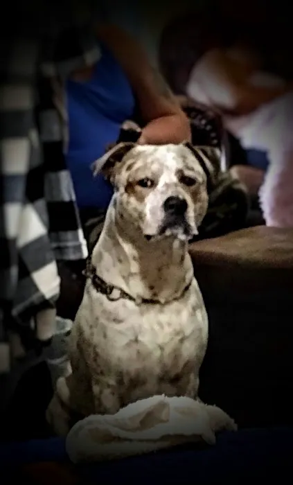 Logue's TLC Pet Hospital, LLC 12