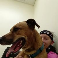 Riverview Animal Hospital ico