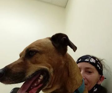 Riverview Animal Hospital