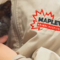 Maplewood Animal Hospital ico