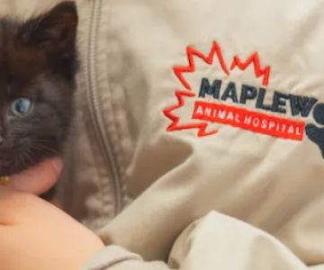 Maplewood Animal Hospital