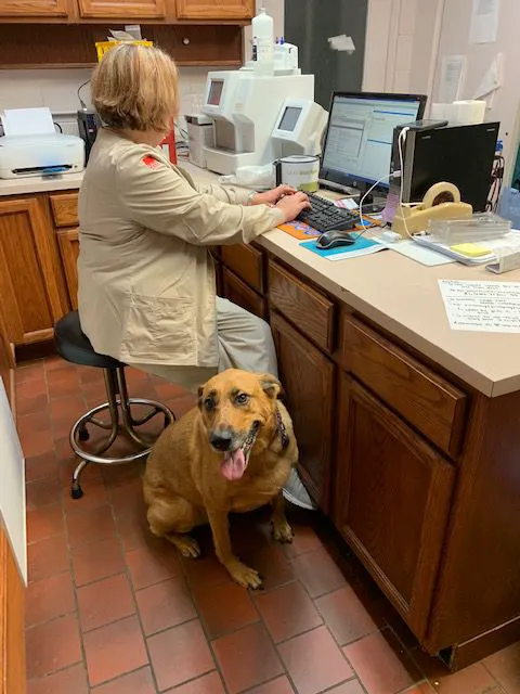 Maplewood Animal Hospital 5