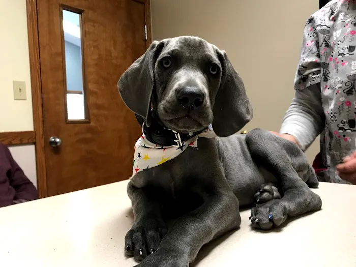 Alexandria Animal Hospital 1