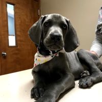 Alexandria Animal Hospital ico