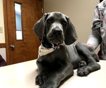 Alexandria Animal Hospital
