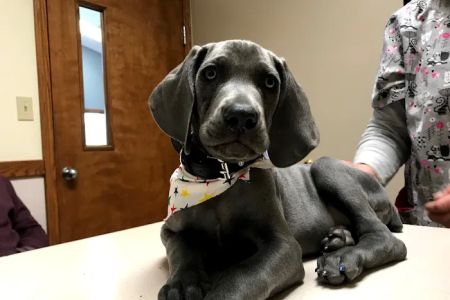 Alexandria Animal Hospital