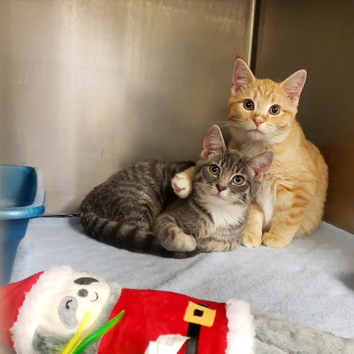 Care Animal Hospital 8