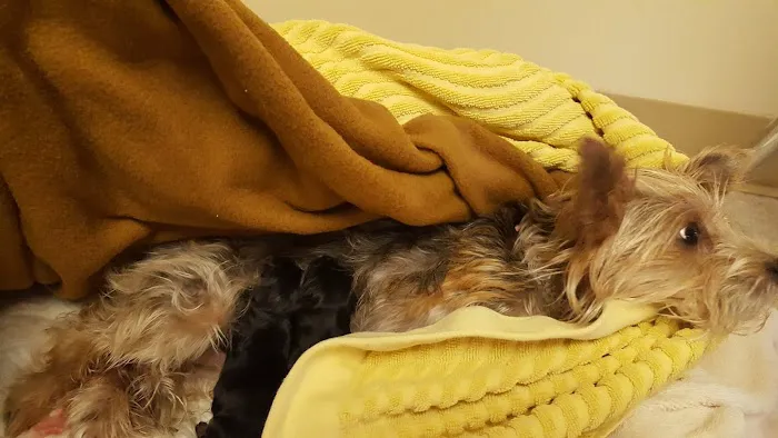 Boyce Animal Hospital 12