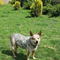 Animal Care Clinic ico
