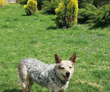 Animal Care Clinic