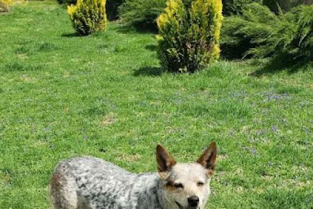Animal Care Clinic
