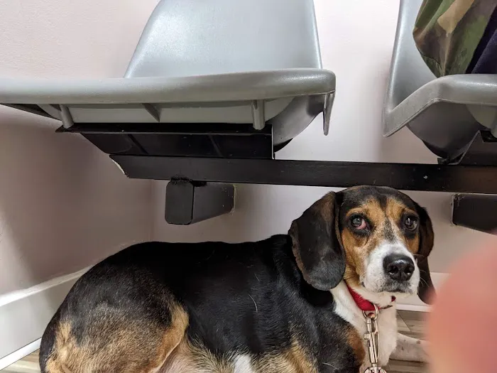 Animal Care Clinic 9