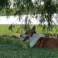Oxford Veterinary Hospital ico
