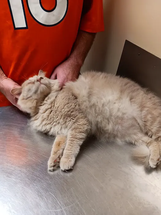 Bright Veterinary Clinic 2
