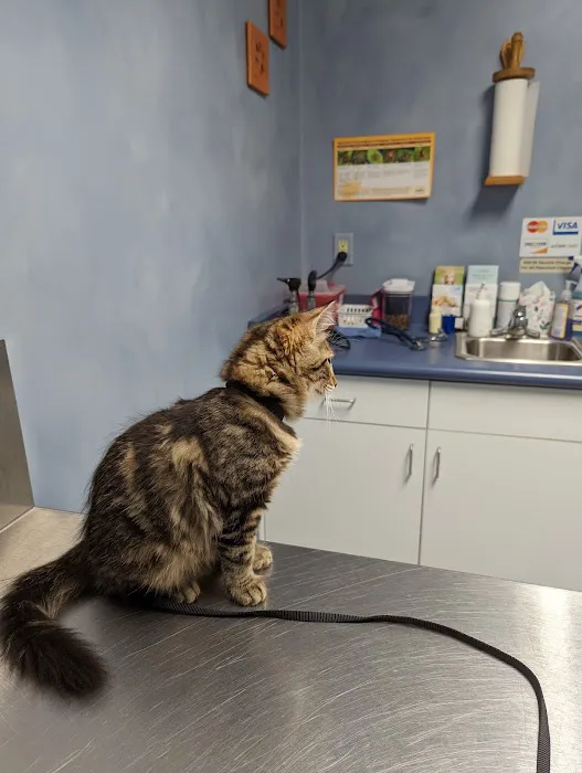 Bright Veterinary Clinic 1