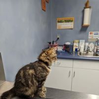 Bright Veterinary Clinic ico