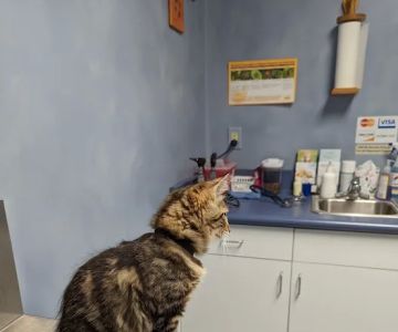 Bright Veterinary Clinic