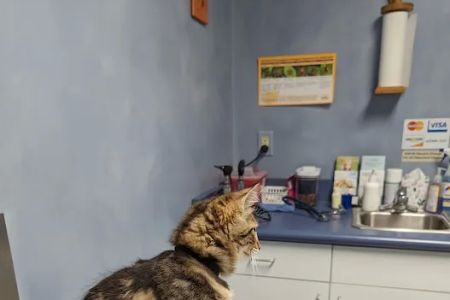 Bright Veterinary Clinic