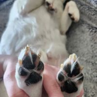 Dearborn County Animal Clinic ico