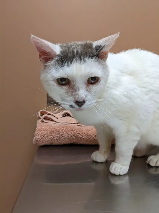 Dearborn County Animal Clinic 7