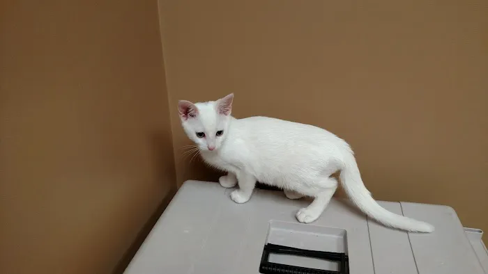 Dearborn County Animal Clinic 8