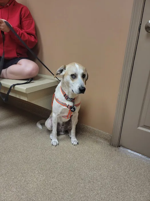 Dearborn County Animal Clinic 10