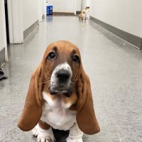 Rising Sun Veterinary Clinic ico