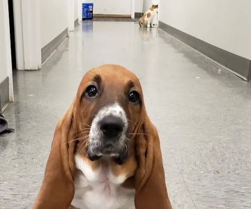 Rising Sun Veterinary Clinic