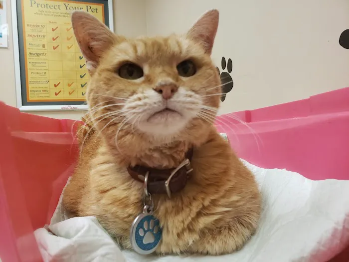 Lawrenceburg Veterinary Clinic 7