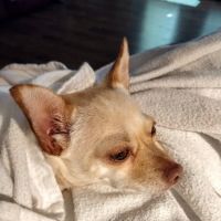 Moore's Veterinary Clinic ico