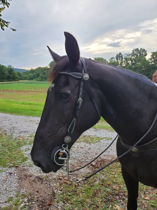 Wolfe Equine Services, PLLC 12