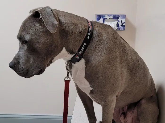 Harrison Animal Hospital 12