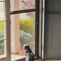 Veterinary Wellness Center ico