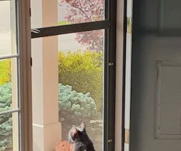 Veterinary Wellness Center