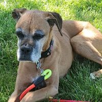 Moore's Animal Care Clinic ico